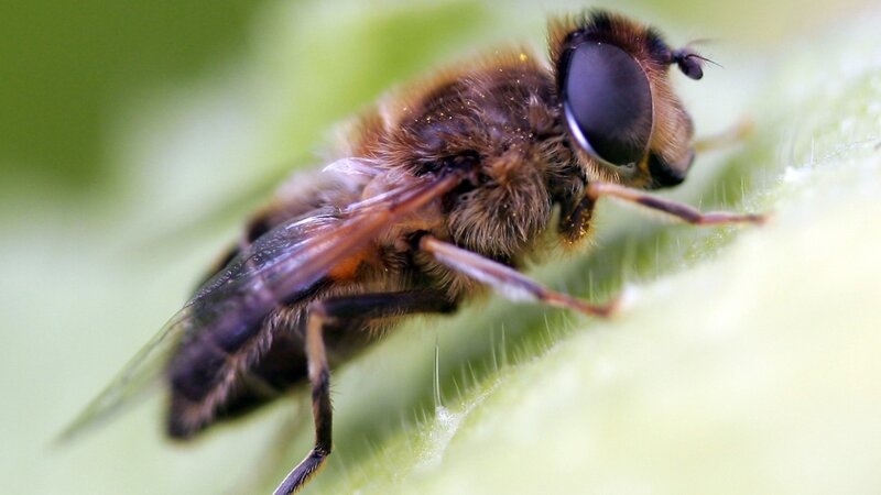 Bee on Green Leaf — Natural, Photograph