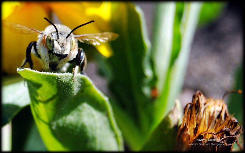 Bee on Green Leaf — Natural