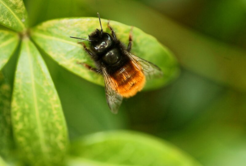 bee on green leaf