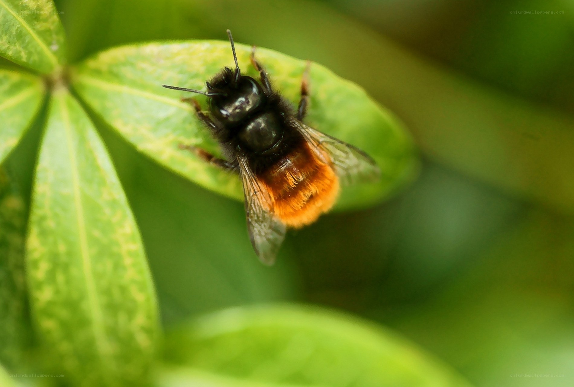 bee on green leaf