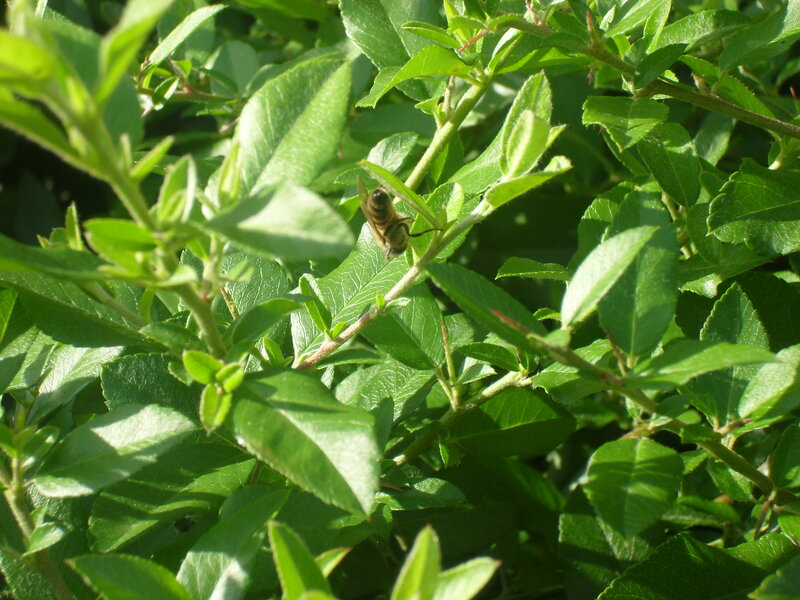 Bee on Green Leaves — Natural
