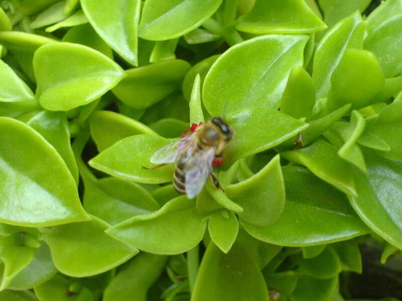 Bee on Green Leaves