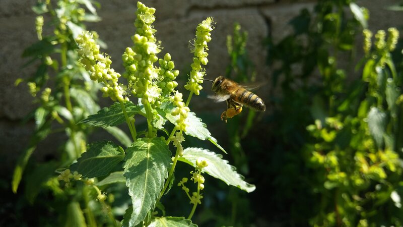 Bee on Green Plant — Calm