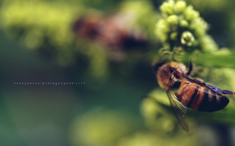 Bee on Green Plant — Natural