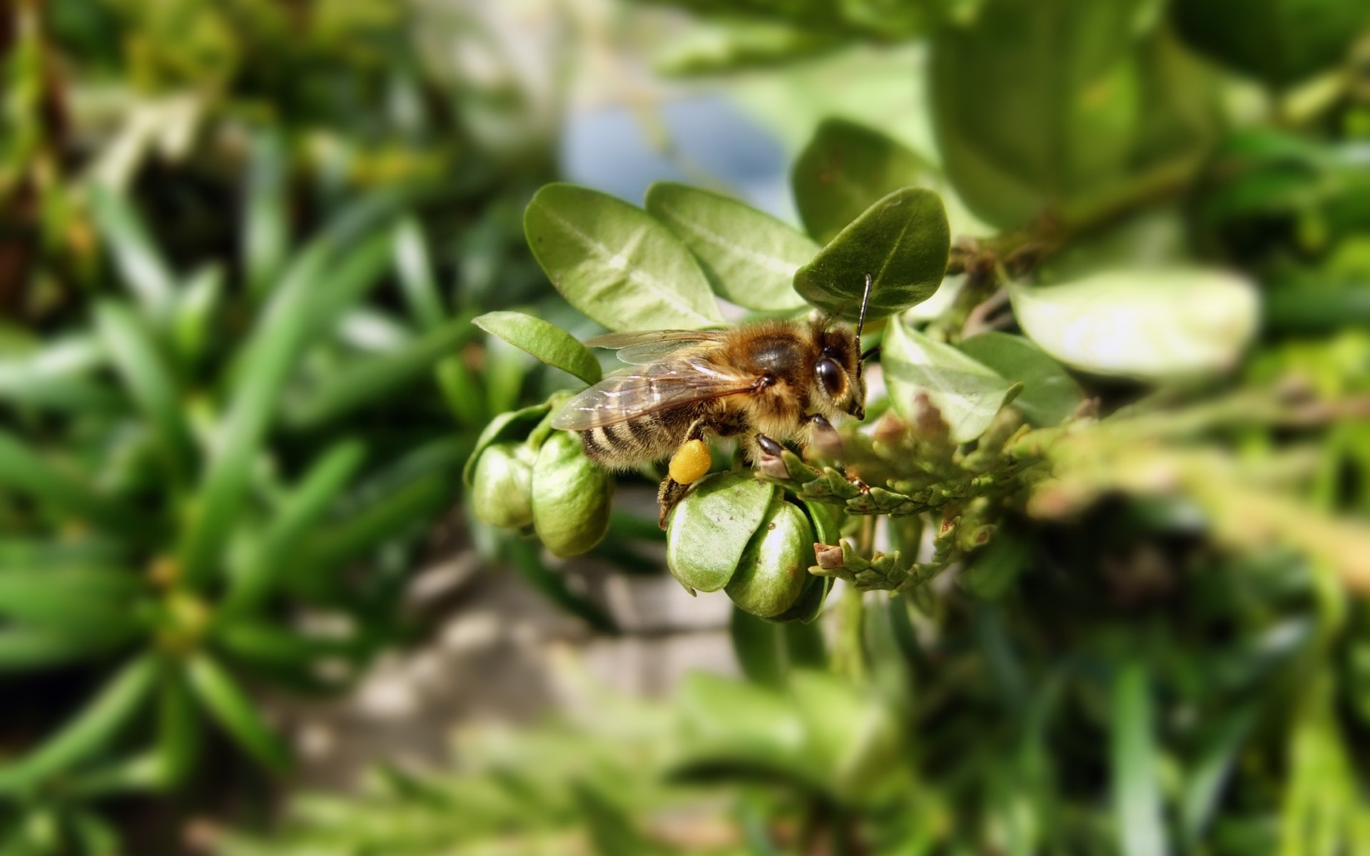 bee on green plant