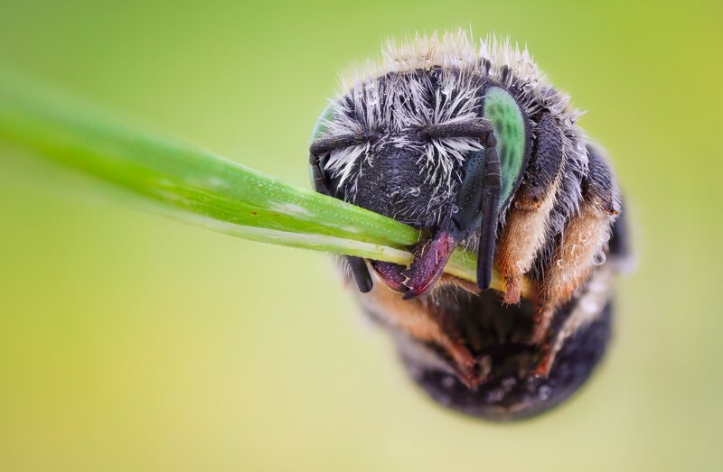 Bee on Green Stem