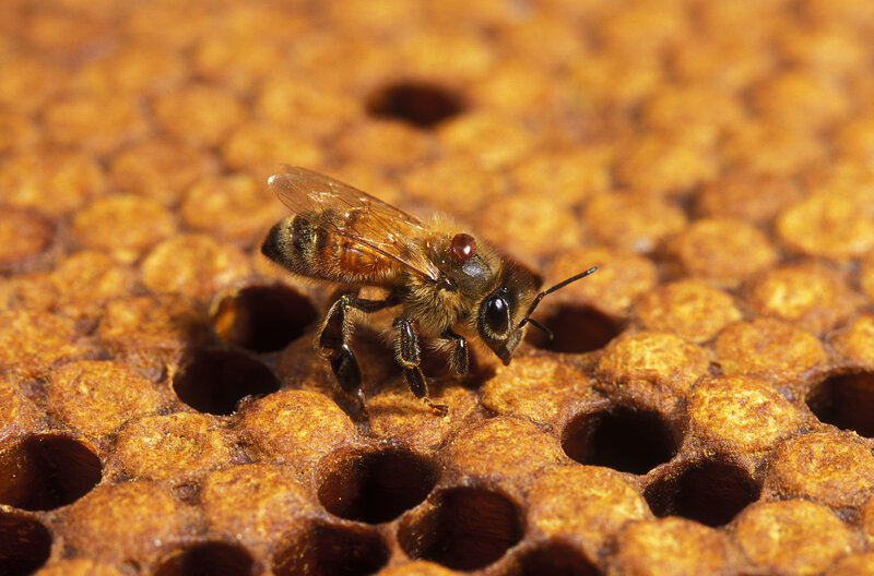 bee on honeycomb