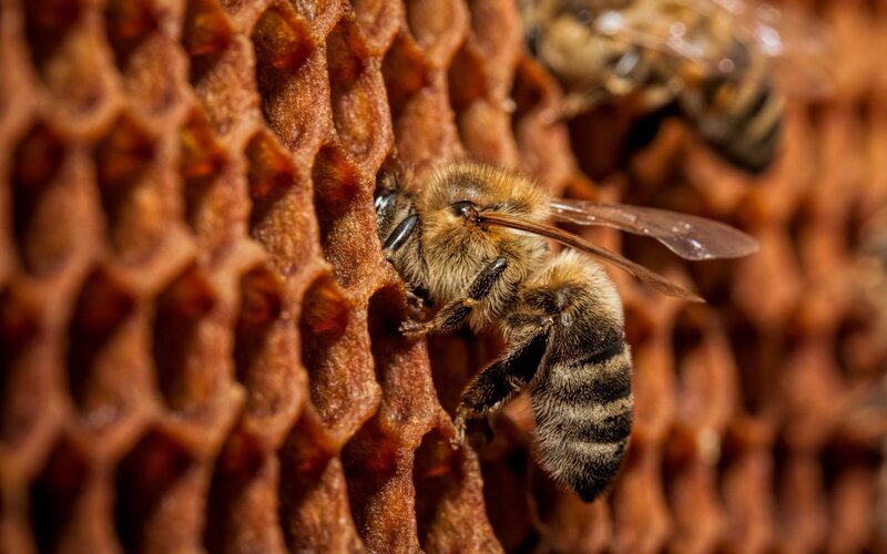 Bee on Honeycomb — Brown