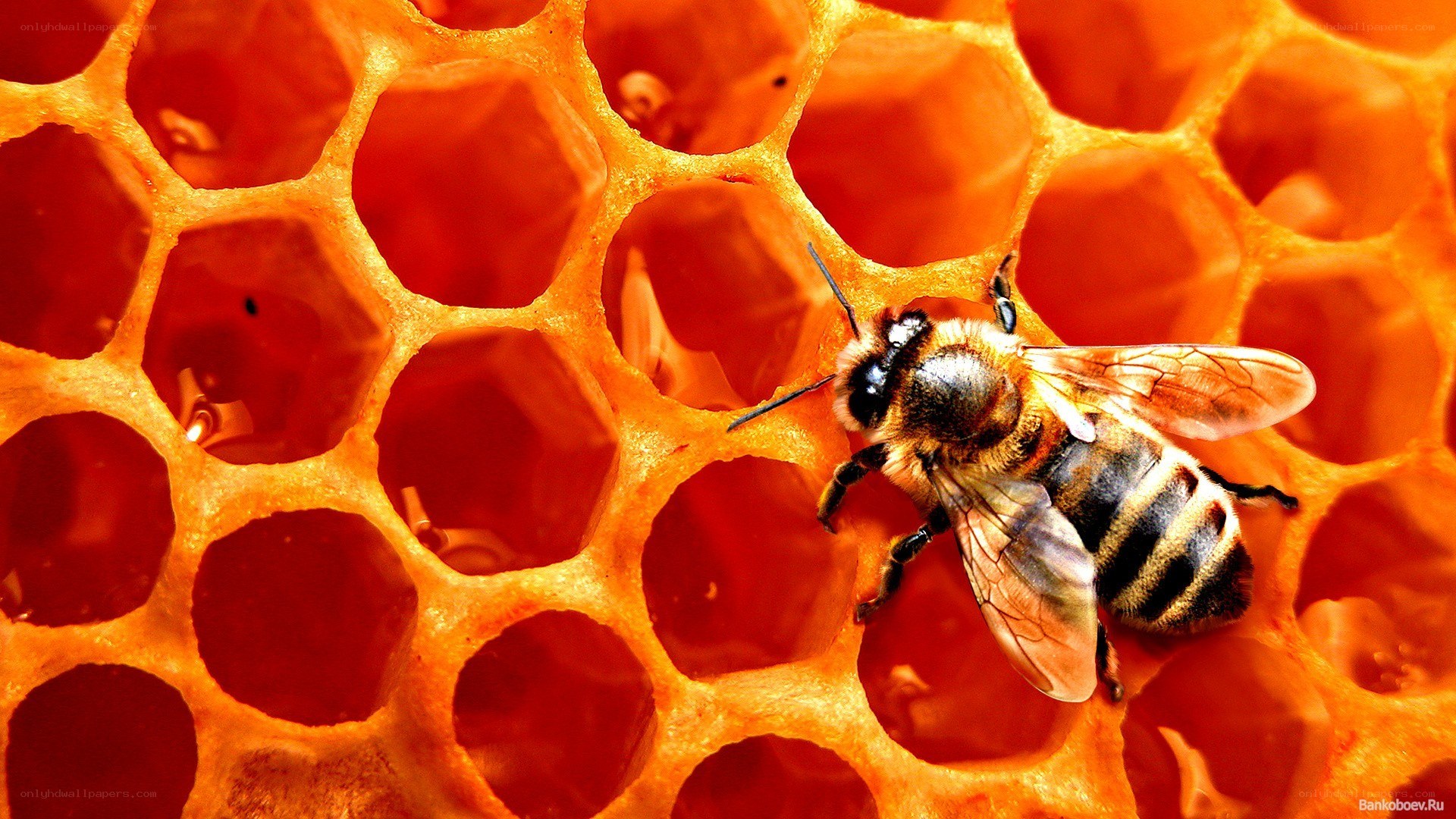 bee on honeycomb close-up