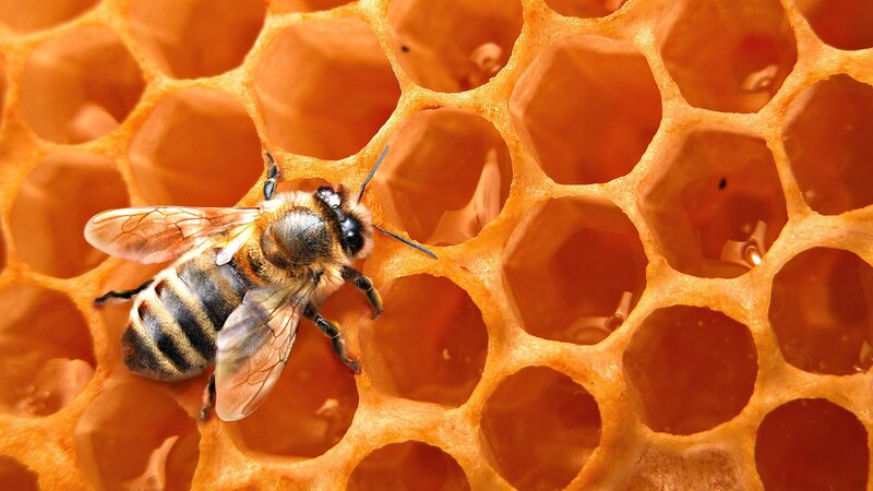 bee on honeycomb structure