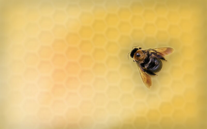 bee on honeycomb structure