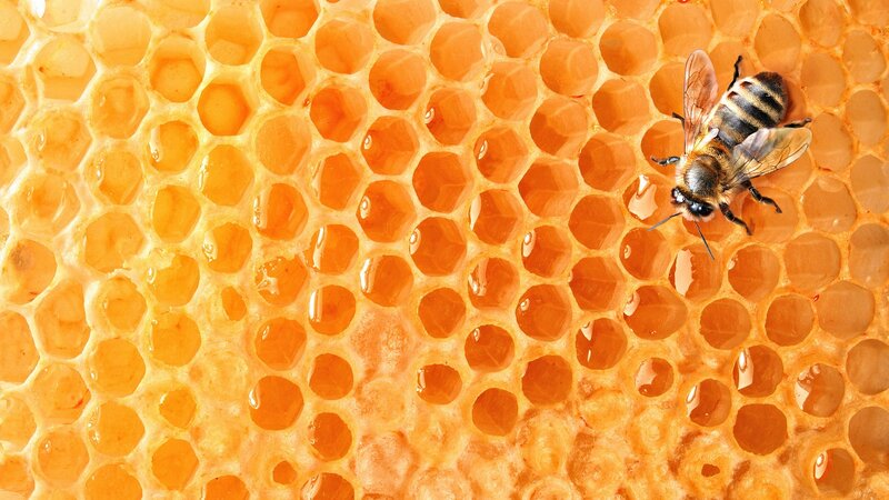 Bee on Honeycomb — Yellow, Calm