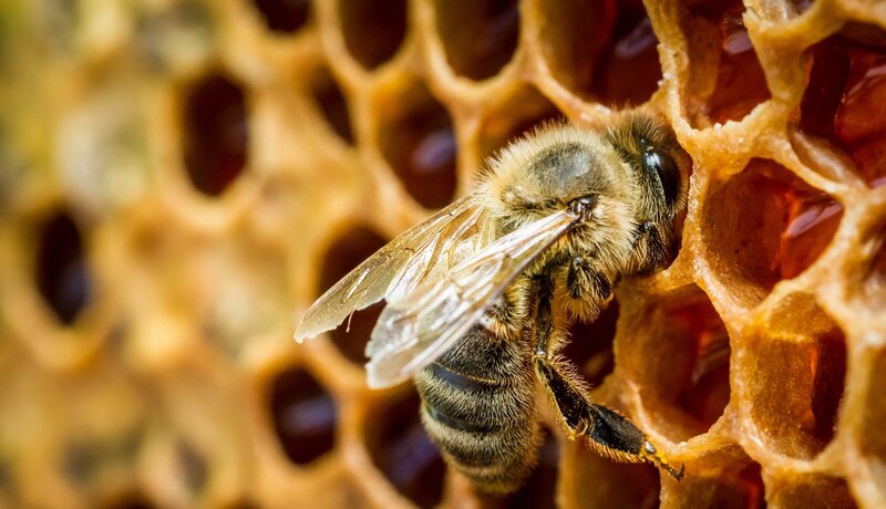 Bee on Honeycomb — Yellow