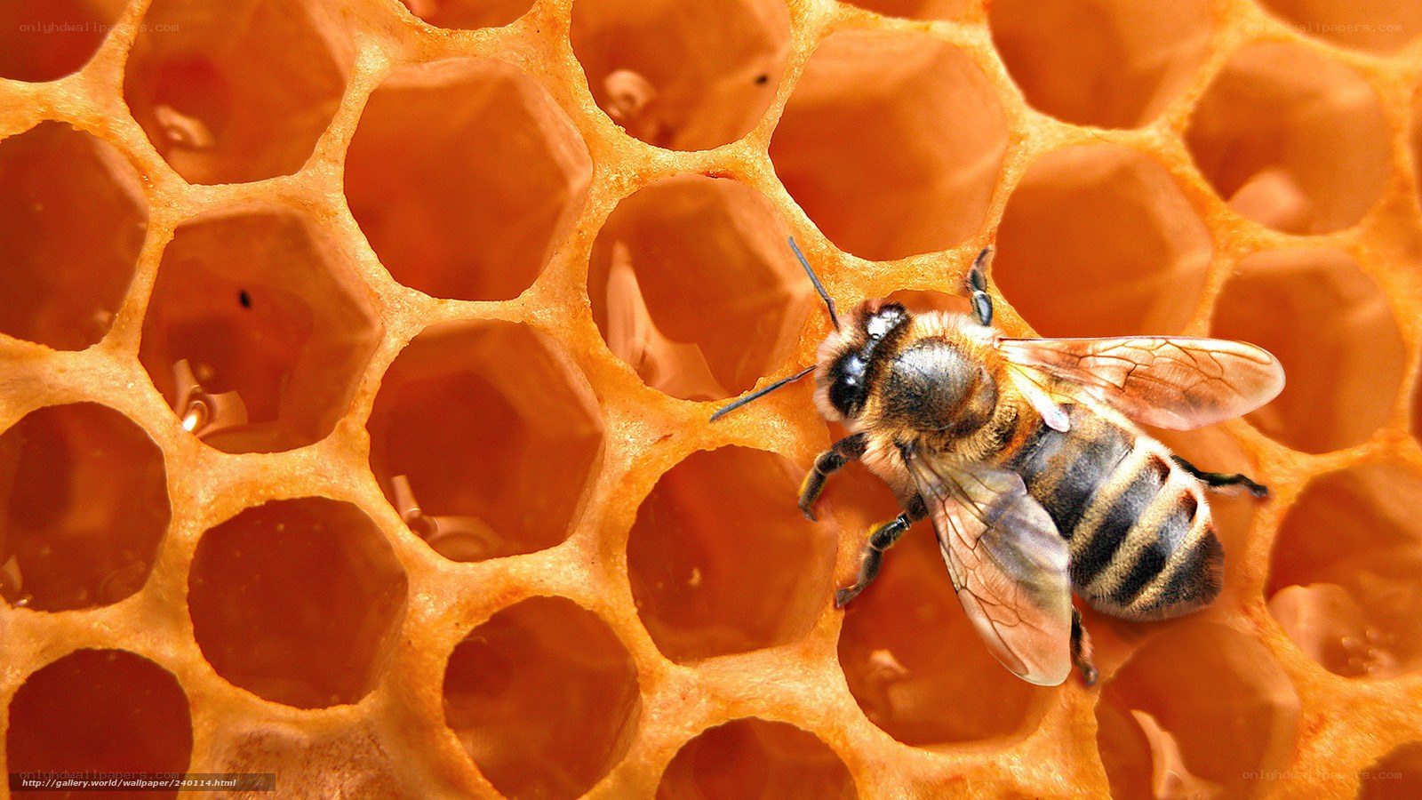 bee on honeycomb