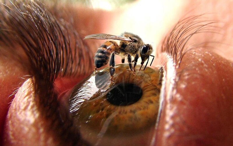 Bee on Human Eye — Brown, Dramatic