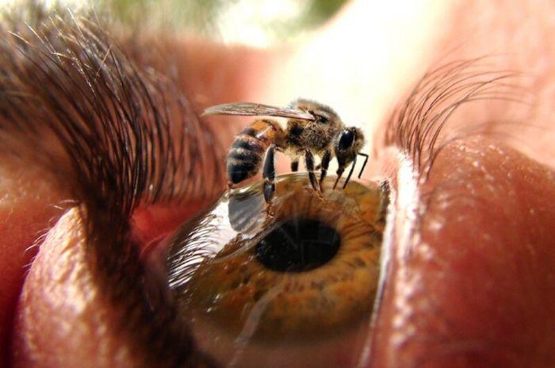bee on human eye