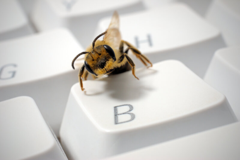 Bee on Keyboard Key