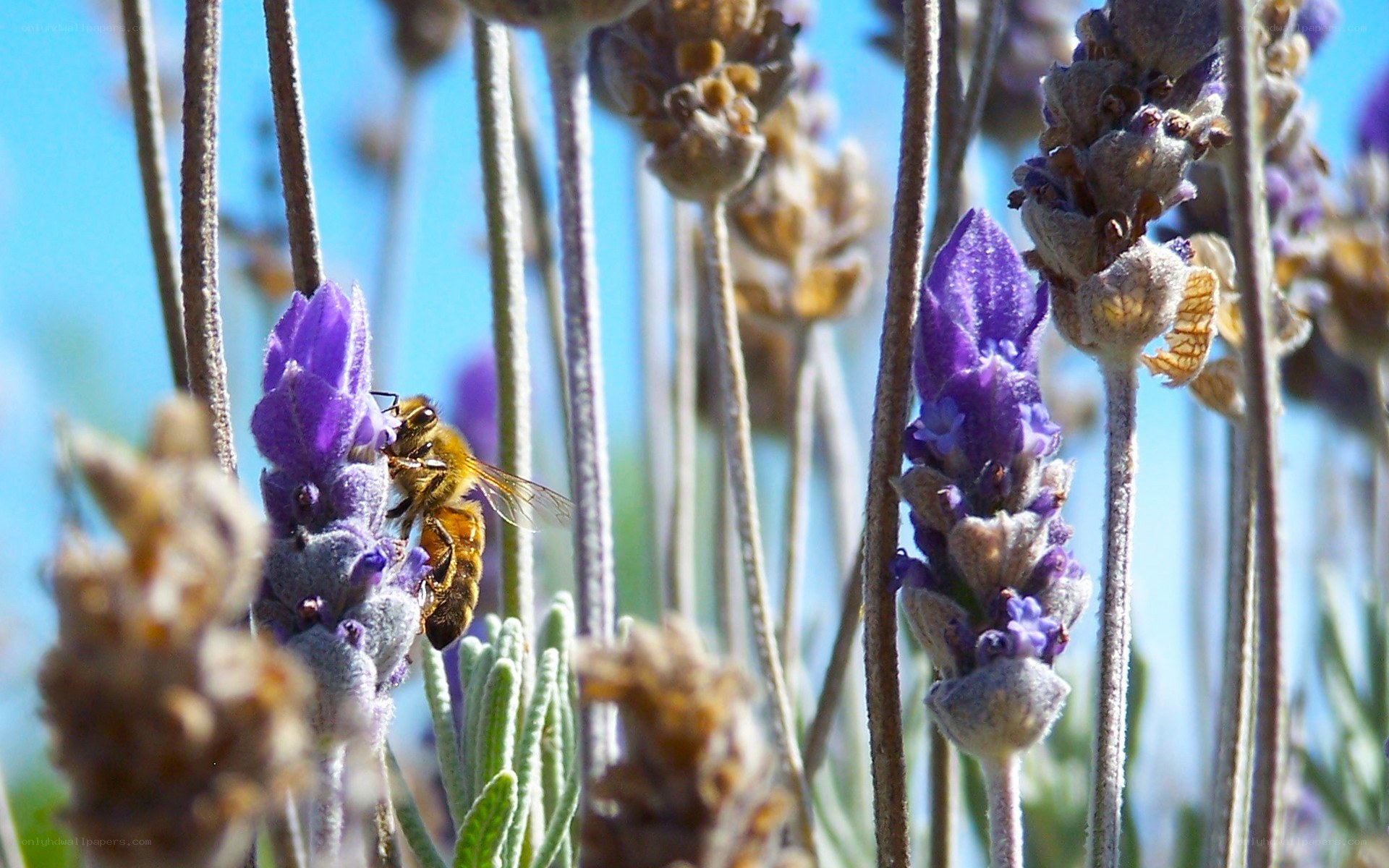 bee on lavender flower