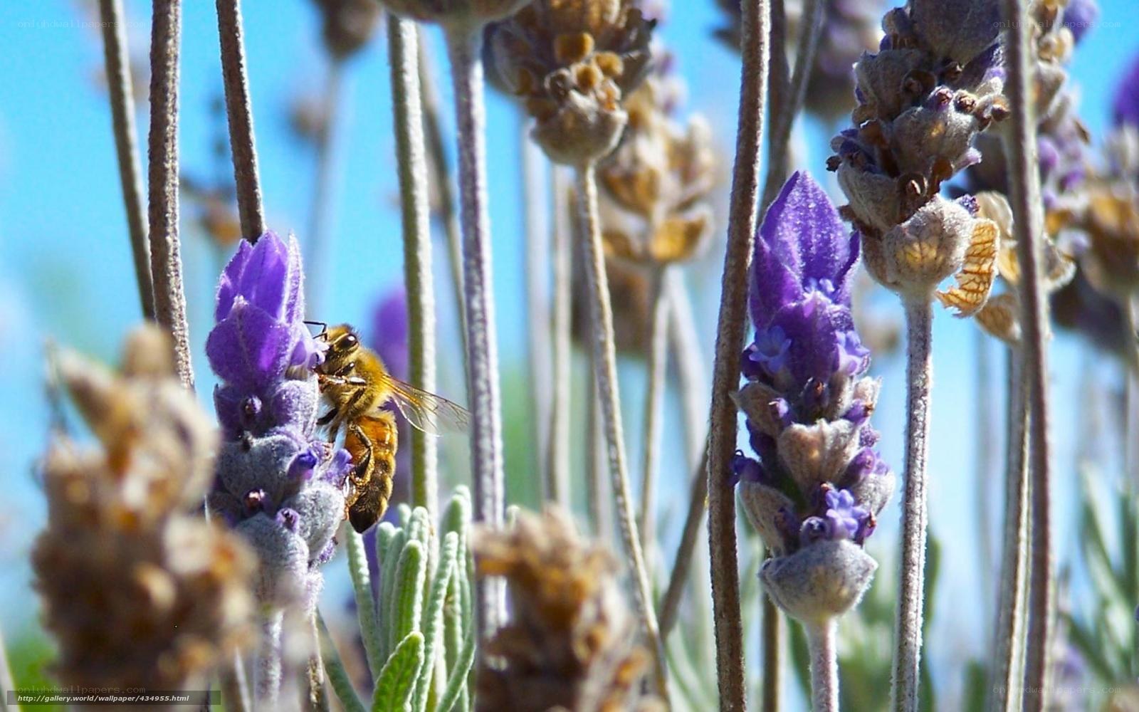 bee on lavender flower