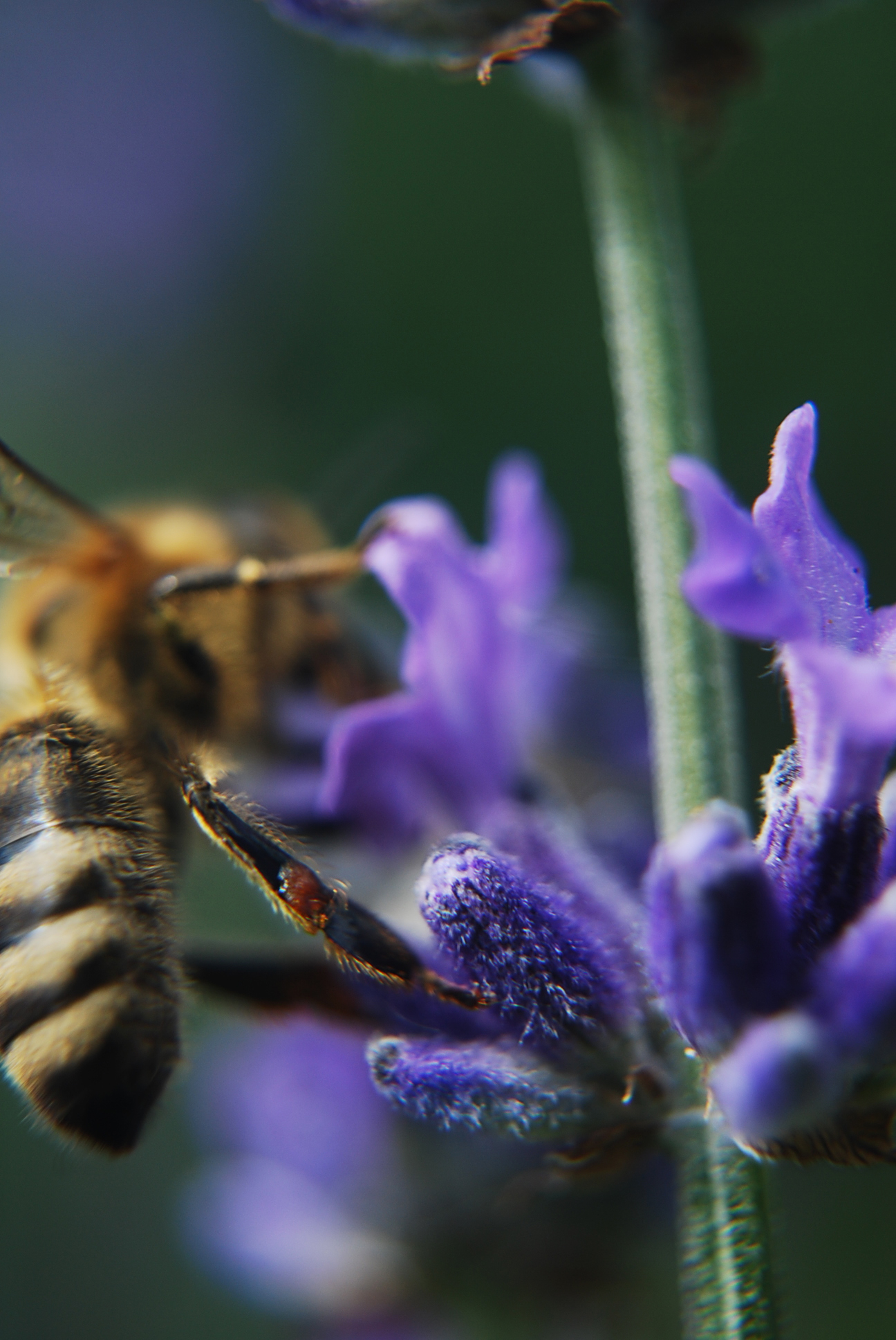 bee on lavender flower