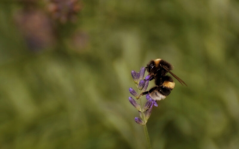 bee on lavender flower