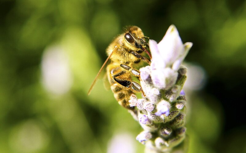 bee on lavender flower