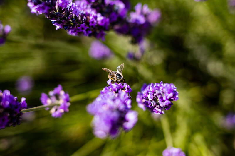 Bee on Lavender Flower — Purple, Calm, Afternoon, Photograph, Greenery
