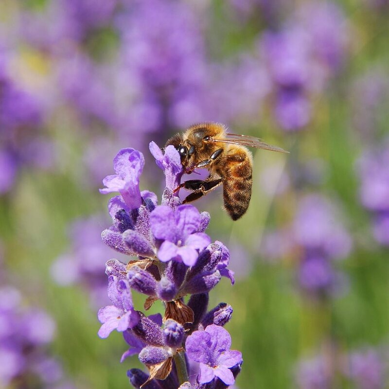 Bee on Lavender Flower — Purple, Calm, Afternoon, Photograph, Greenery, Yellow