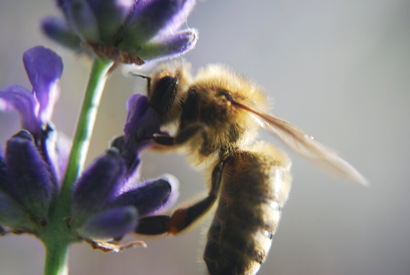 Bee on Lavender Flower — Purple, Calm, Afternoon, Photograph, Stem