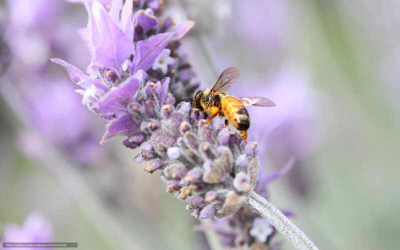 Bee on Lavender Flower — Purple, Calm, Afternoon, Photograph