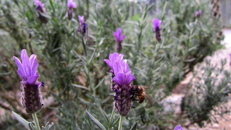 Bee on Lavender Flower — Purple, Calm, Afternoon