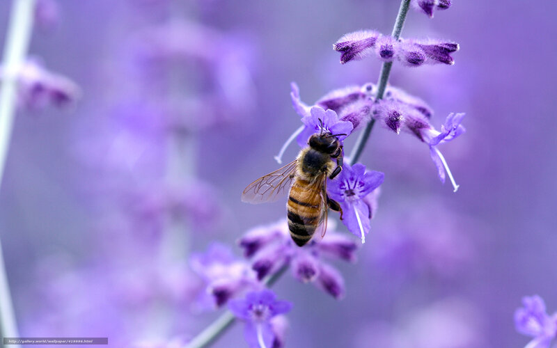 Bee on Lavender Flower — Purple, Calm, Photograph, Stem