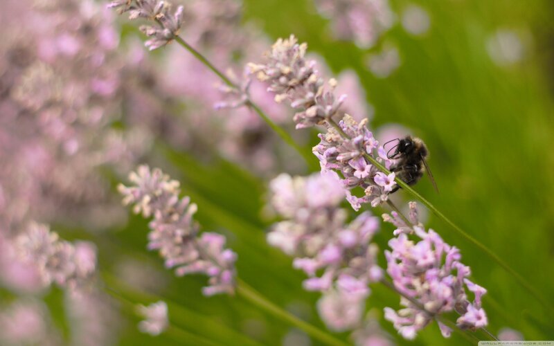 Bee on Lavender Flower — Purple, Calm, Summer