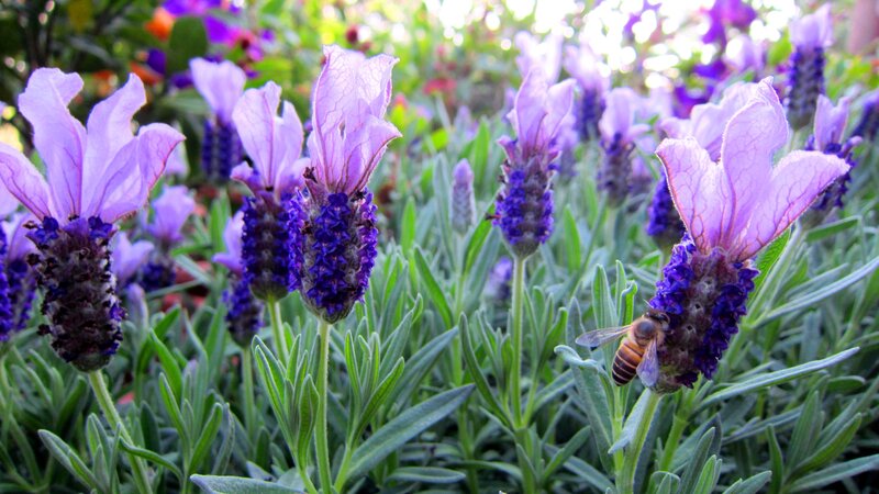 Bee on Lavender Flower — Purple, Calm