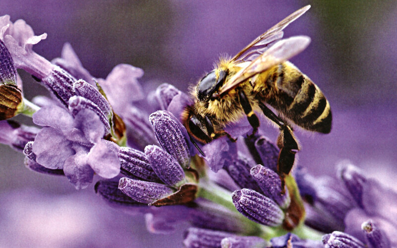 Bee on Lavender Flower — Purple