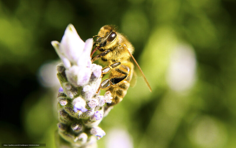 Bee on Lavender Flower — Yellow