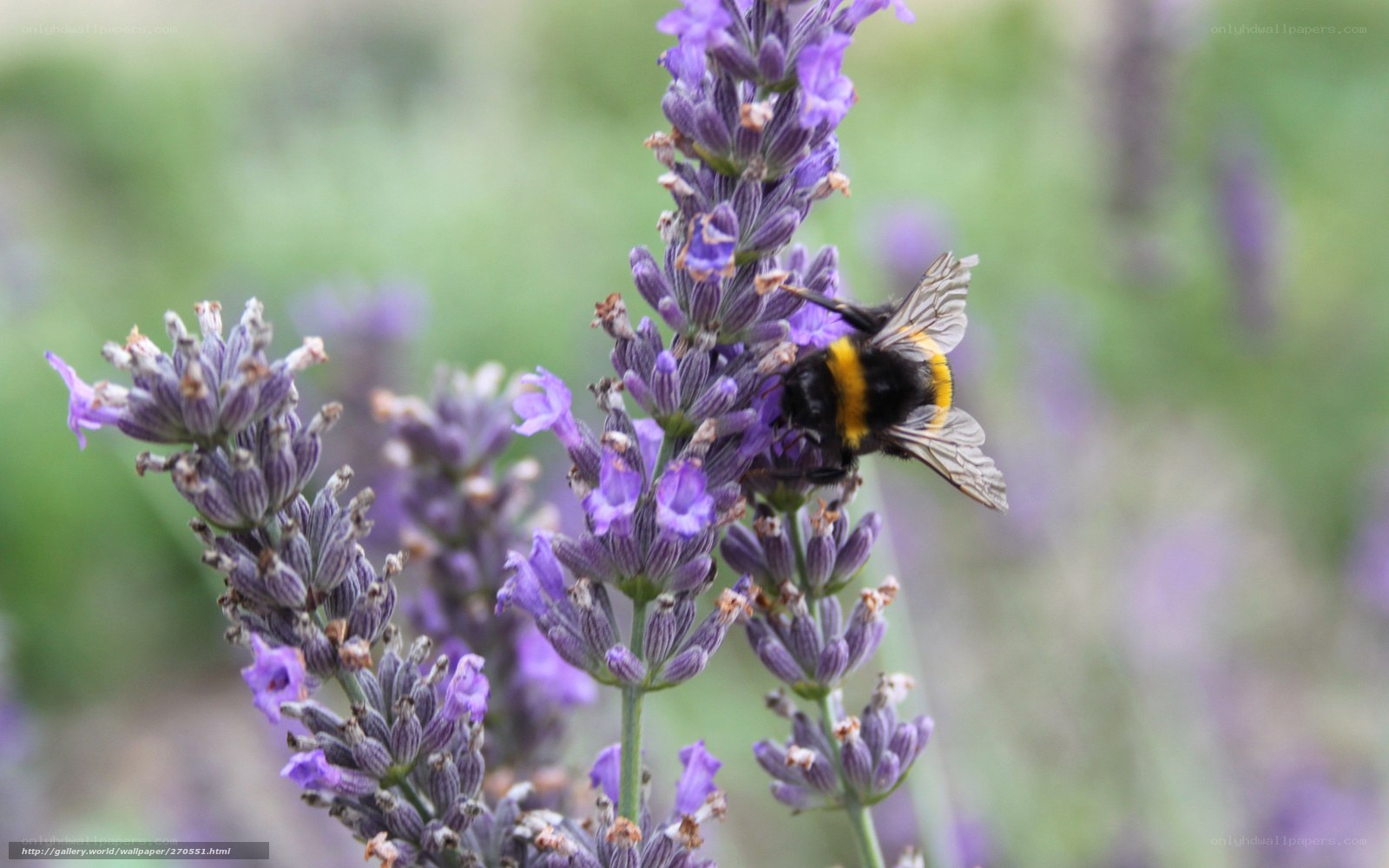 bee on lavender flower