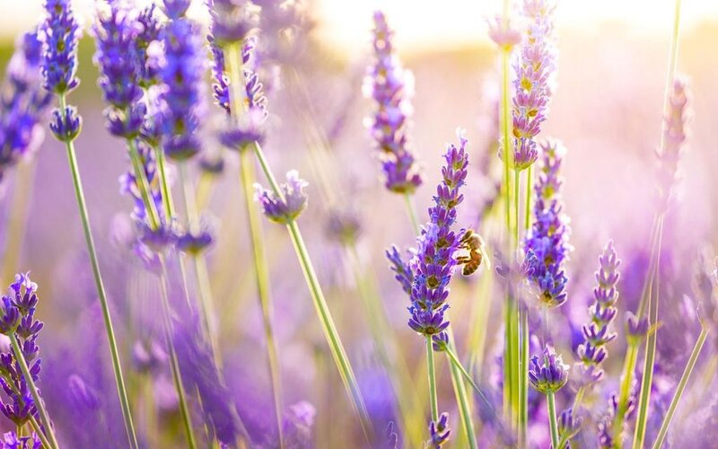 Bee on Lavender Flowers — Purple
