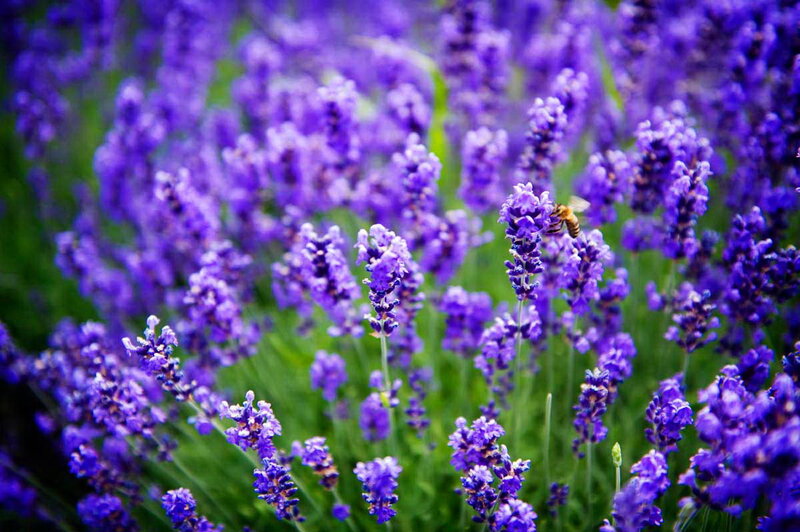 Bee on Lavender Flowers