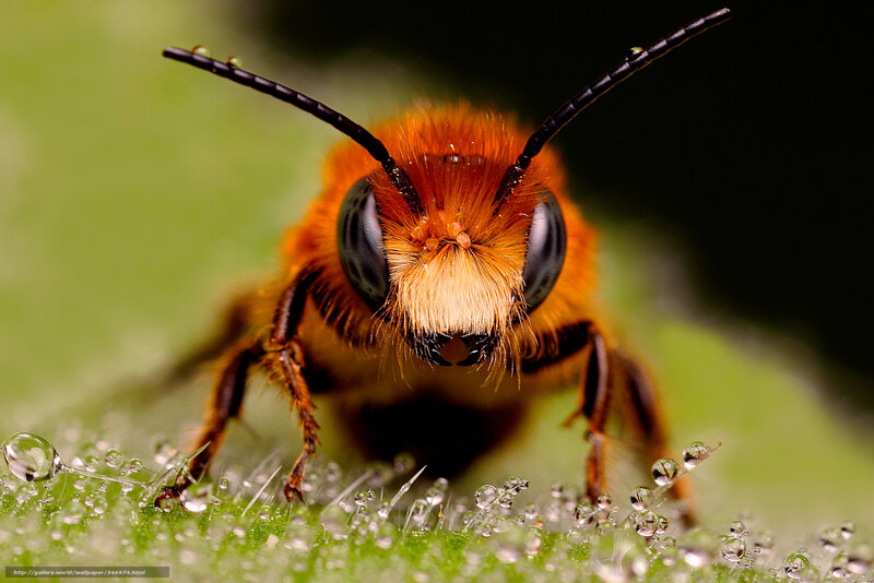 Bee on Leaf — Green