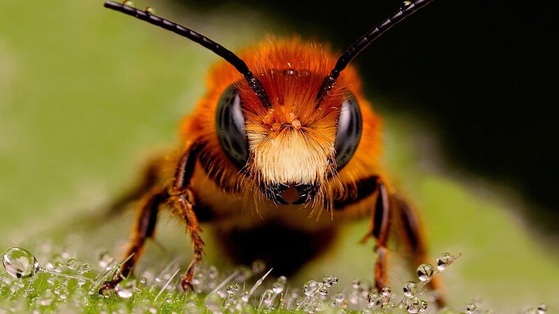 Bee on Leaf — Orange