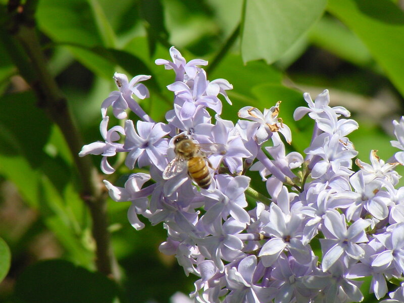 Bee on Lilac Flower — Purple