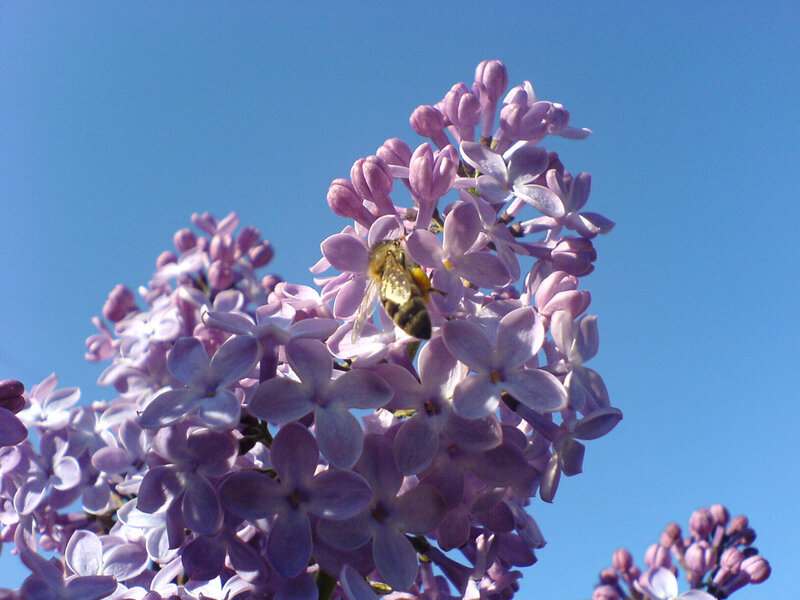 bee on lilac flower