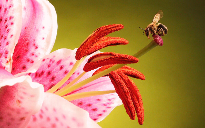 Bee on Lily Flower