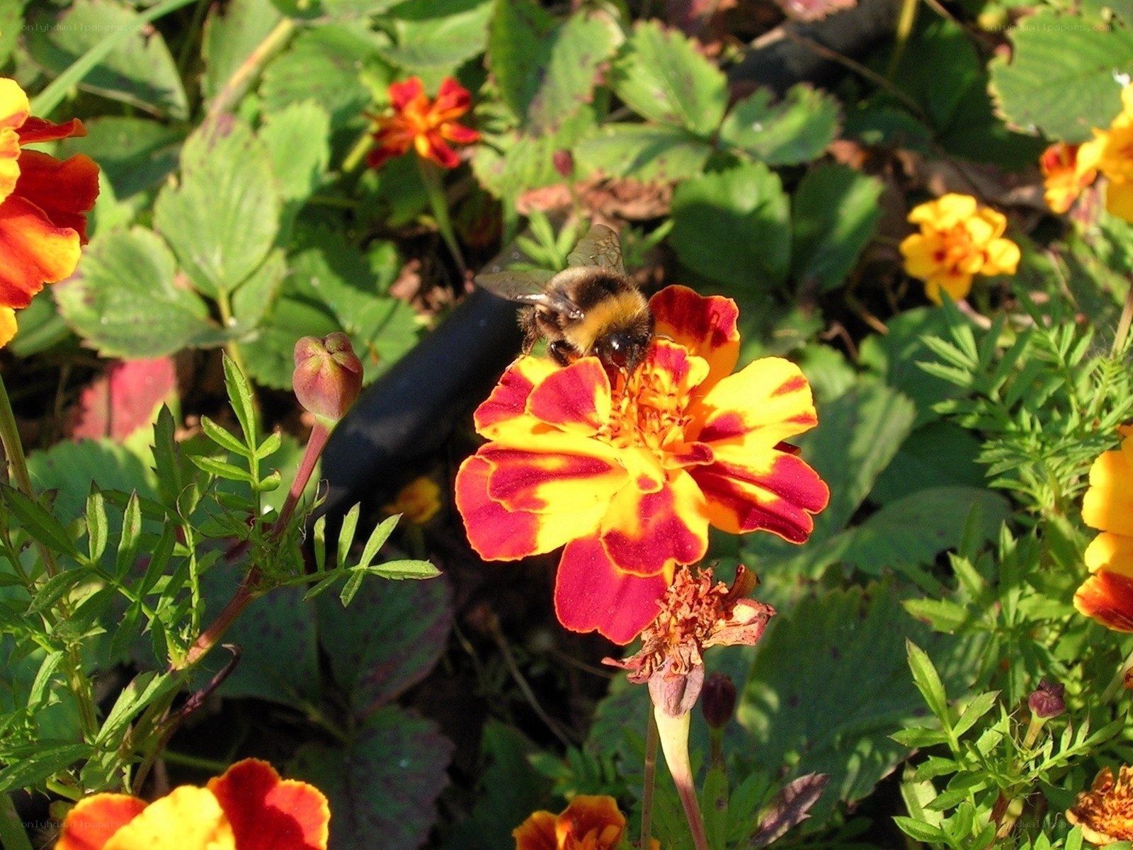 bee on marigold flower
