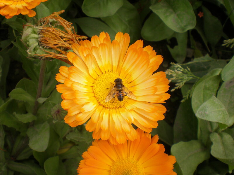 Bee on Marigold Flower — Orange, Calm, Afternoon, Photograph