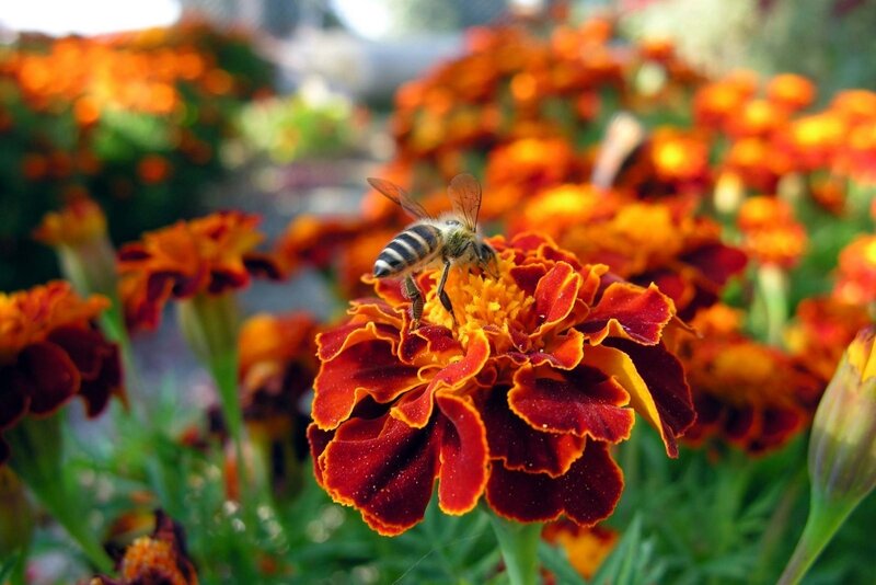 Bee on Marigold Flower — Orange, Calm