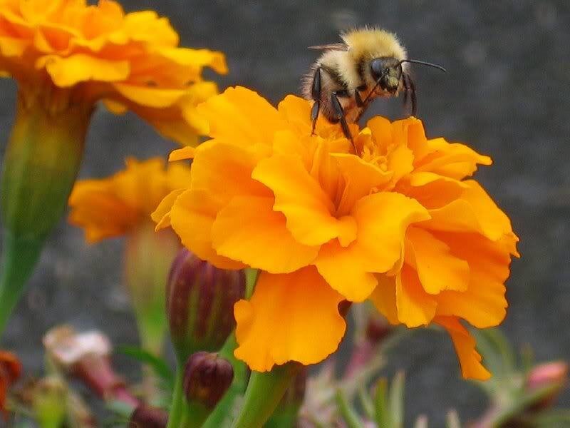 Bee on Marigold Flower — Orange