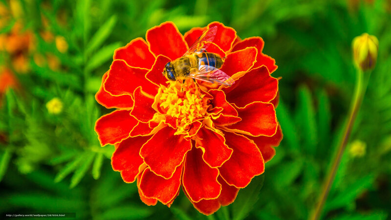 Bee on Marigold Flower — Red, Natural