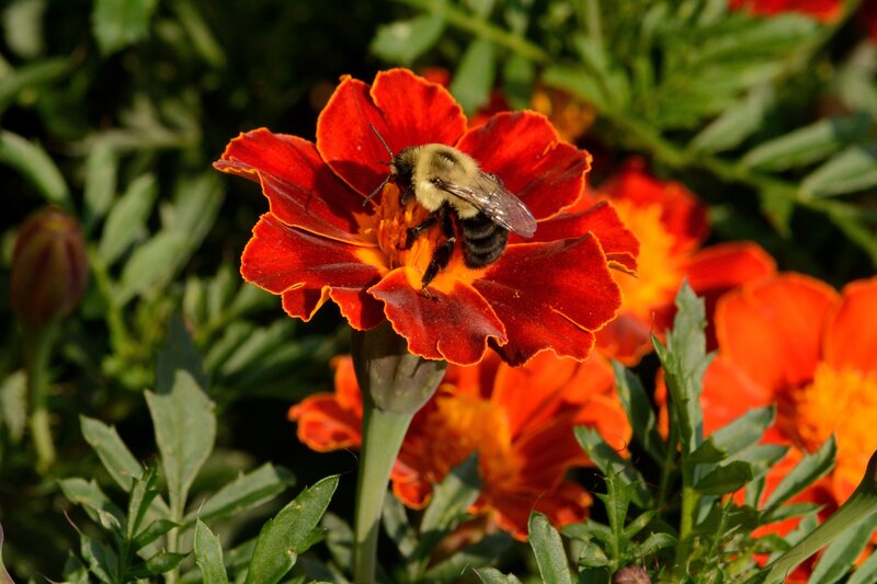 Bee on Marigold Flower — Red